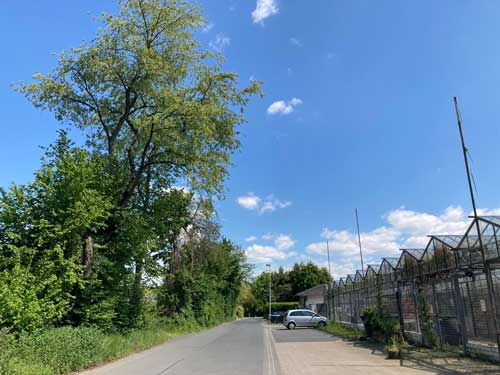 Anfahrt Chrysanthemenweg, Dormagen